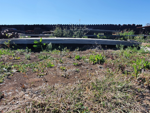 Steel pipe